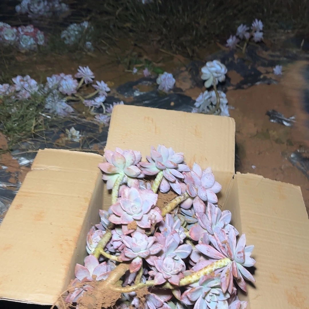 箱拍紫雾多肉轻微断肢不售后看好在拍