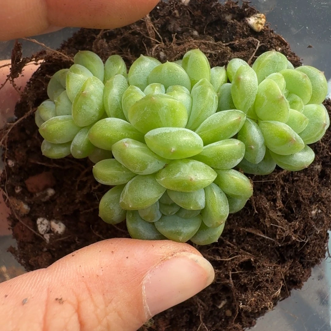 一物一拍一物一拍1101-260