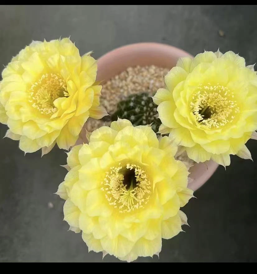 黄花娇媚 仙人球植物漳州基地直发货 新手好养 室内外