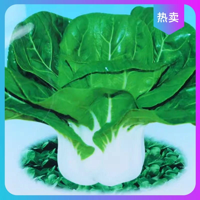 新种奶白菜种子种籽矮脚黄白菜四季秋季冬季农家小青菜油菜籽蔬菜