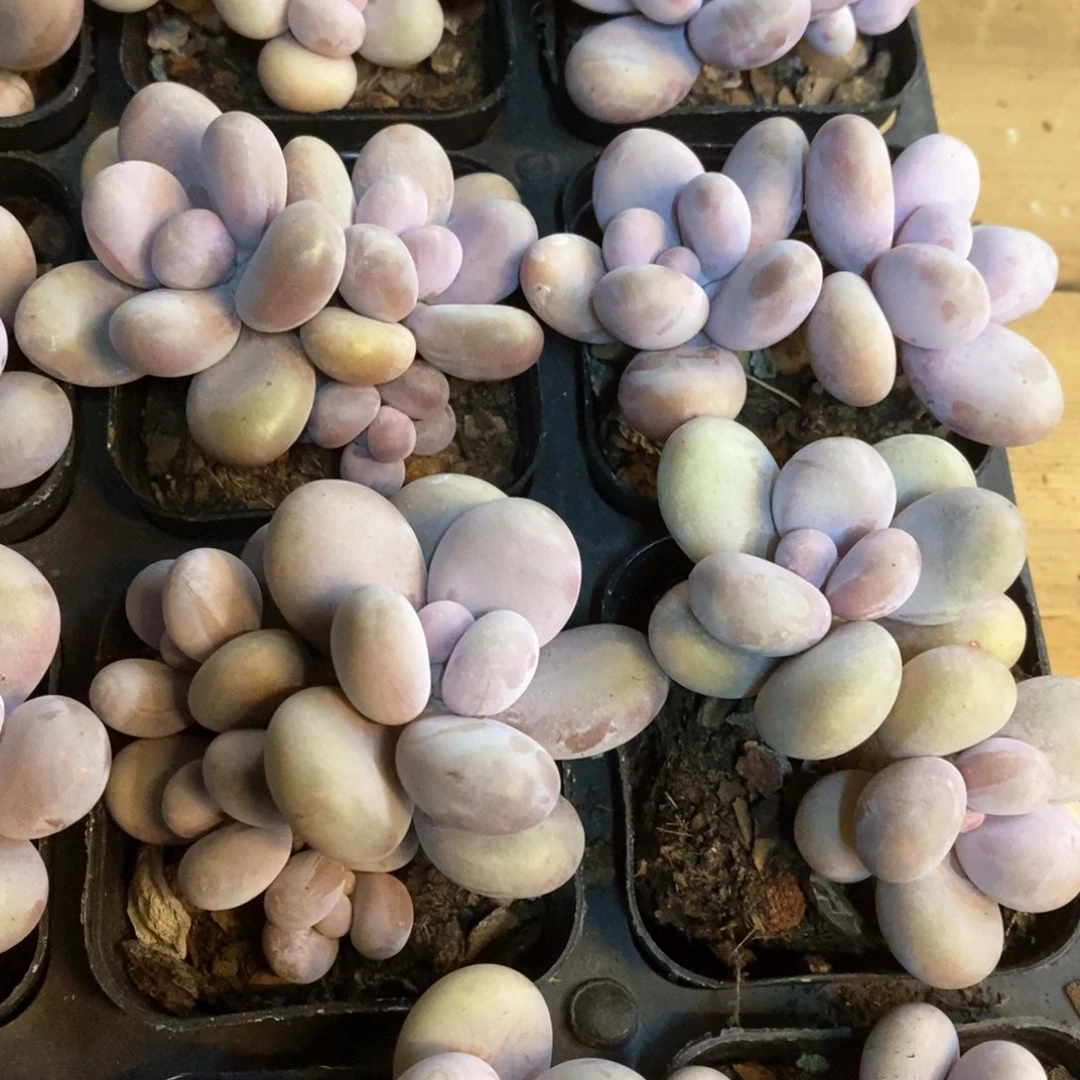 156。奶酪。双头起。