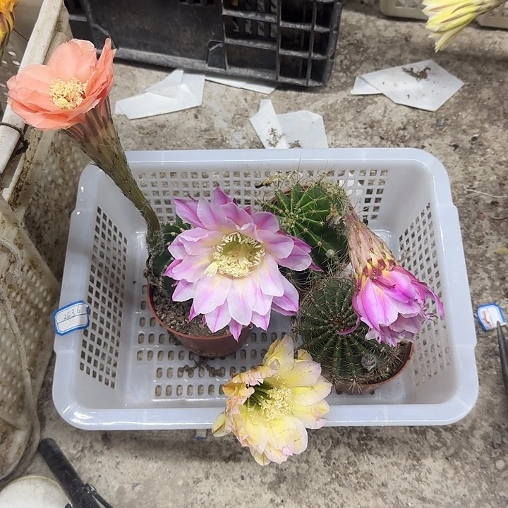艾***n无花朵彩草哈哈哈哈哈哈哈哈