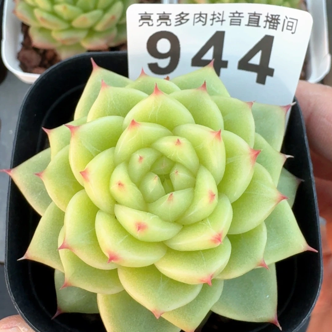 杜若珍妮         多肉植物