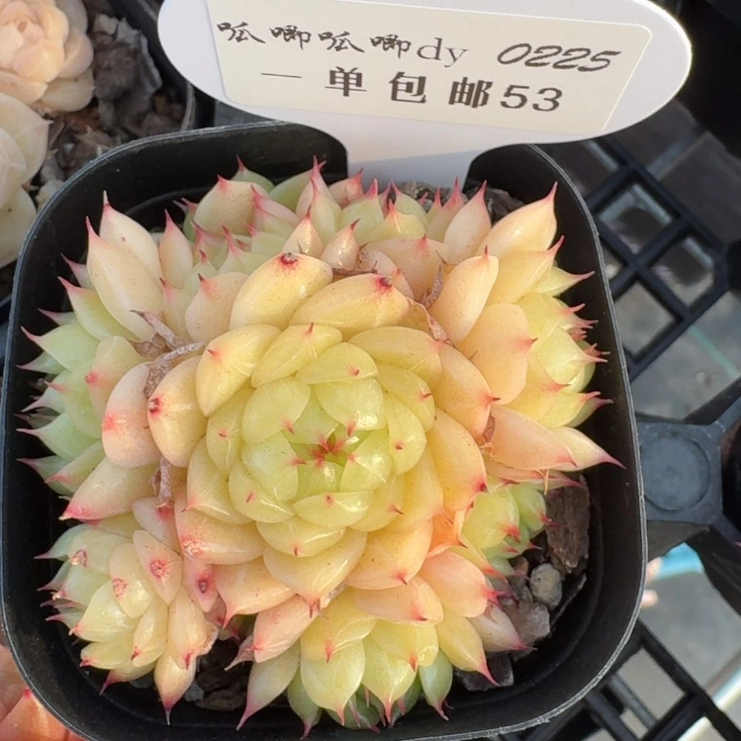 0225-053-麦秆群不包整