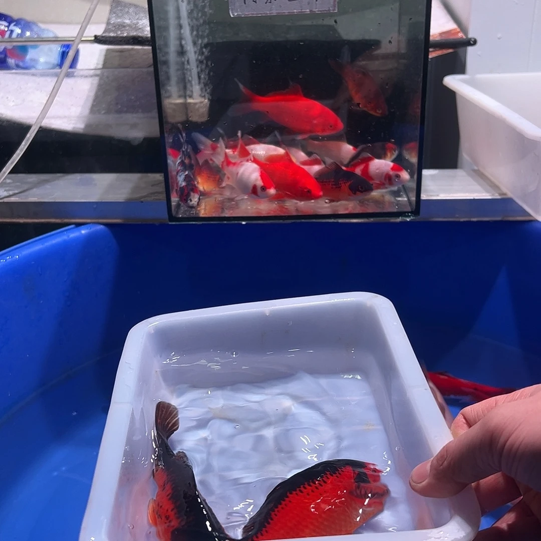 花***了海水鱼观赏鱼福利多多啊