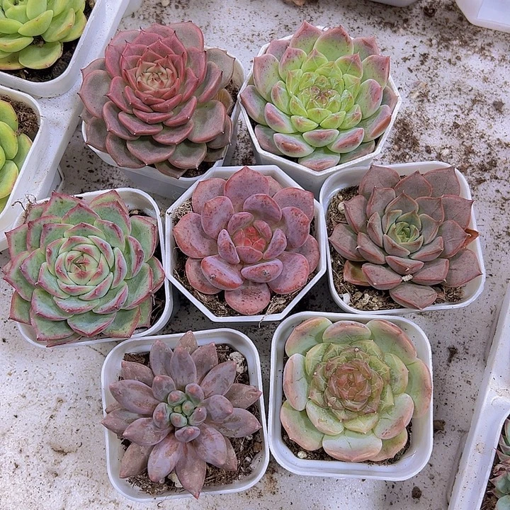 神迪组合7盆19包邮多肉
