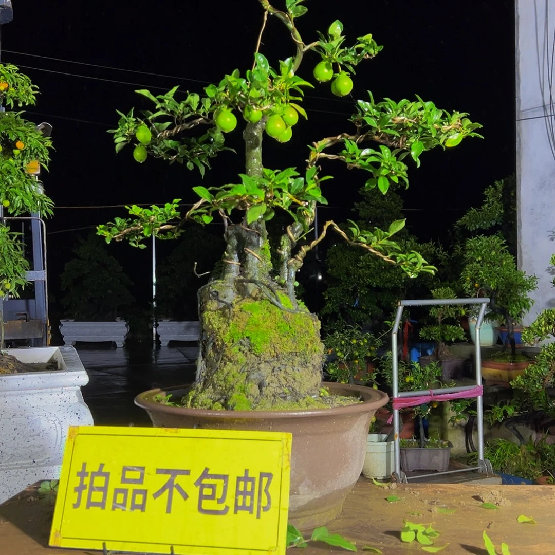 无花朵嫁接金弹子