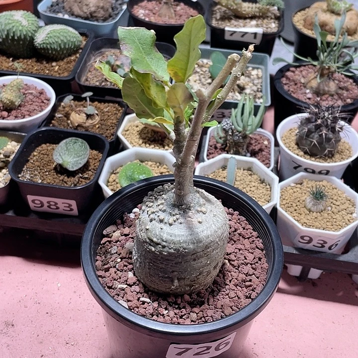 726大火星人块根，