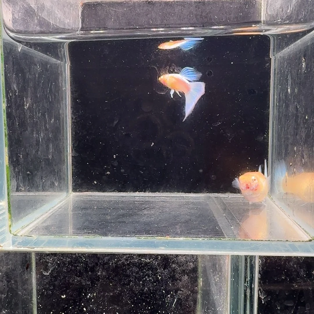 孔雀鱼蓝白种鱼1对