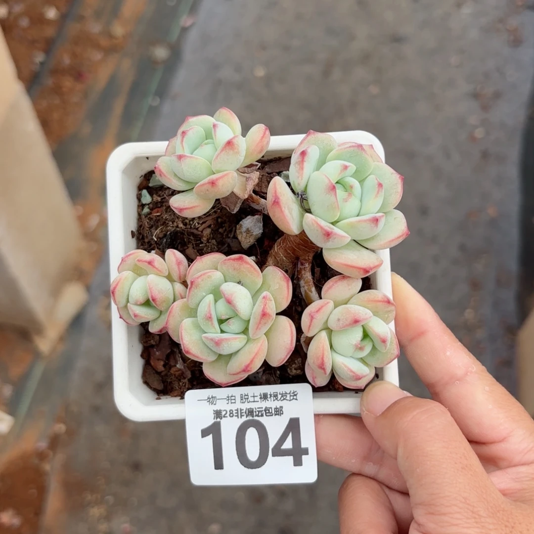 香草老桩无盆土发货