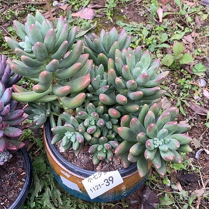 *****小七夕多肉鲸落39