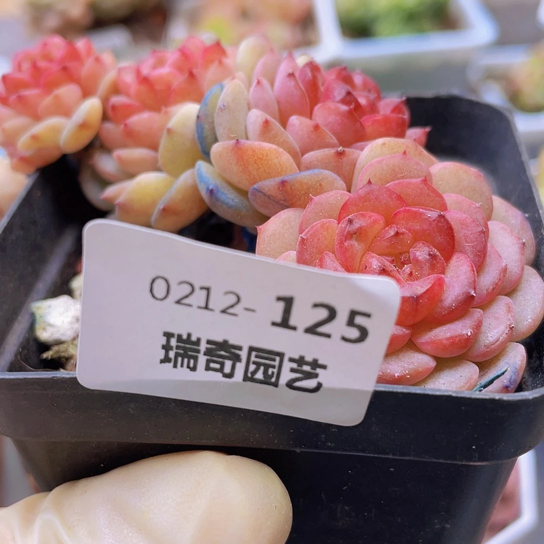 四*000000000125一物一拍