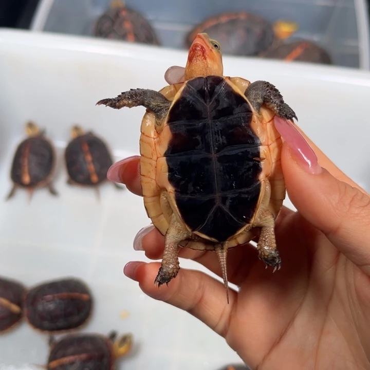 豪***生宠物龟公母搭配现货发货