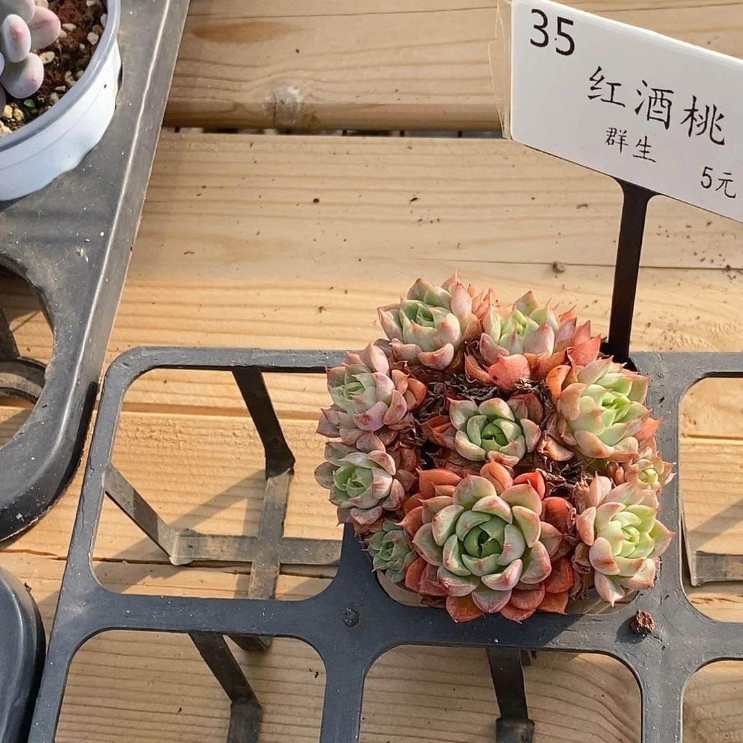 金汇园艺，35红酒桃