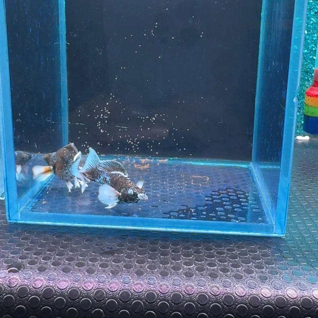 黑玛丽鱼634号玛丽2条