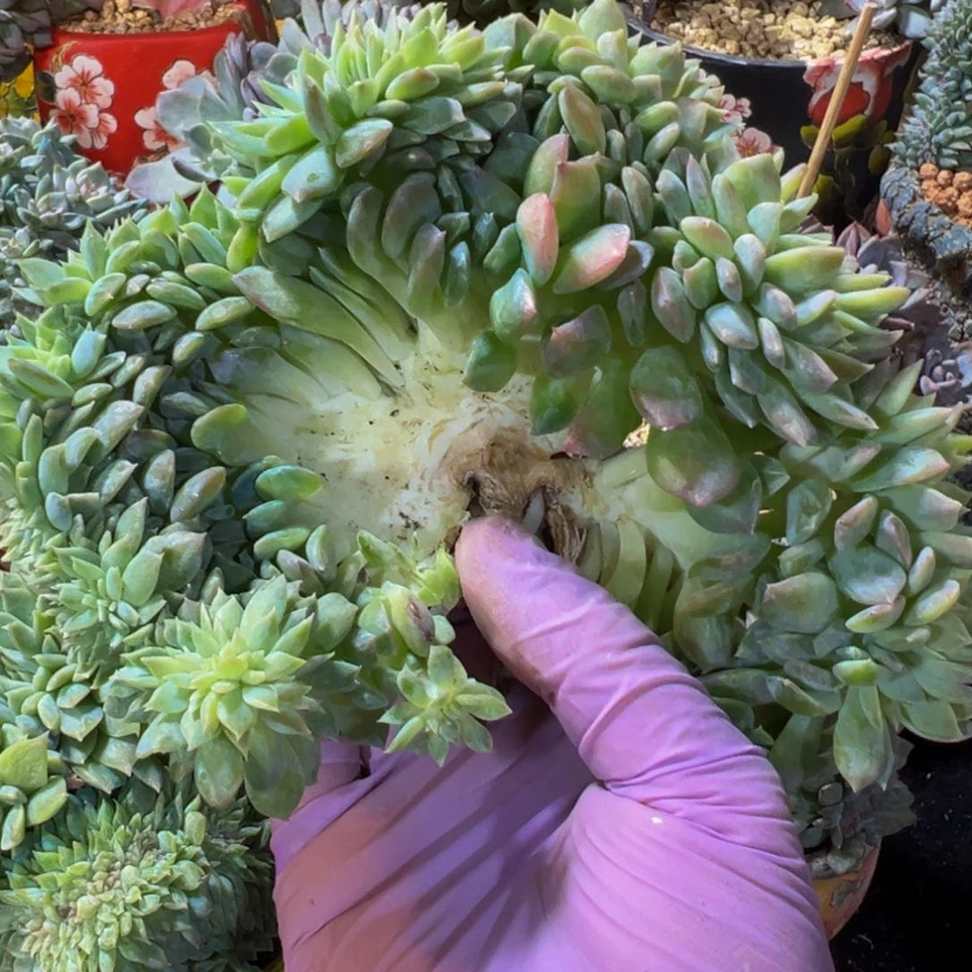 C*～新年快乐 新年快乐 新年快乐