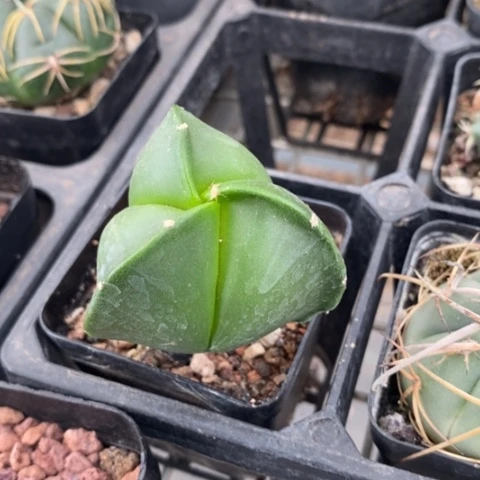 实生三角鸾凤玉4仙人球
