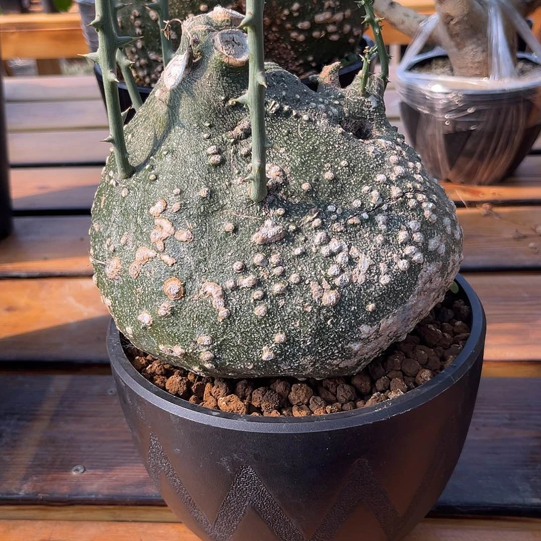 汤圆植物球腺蔓18公分