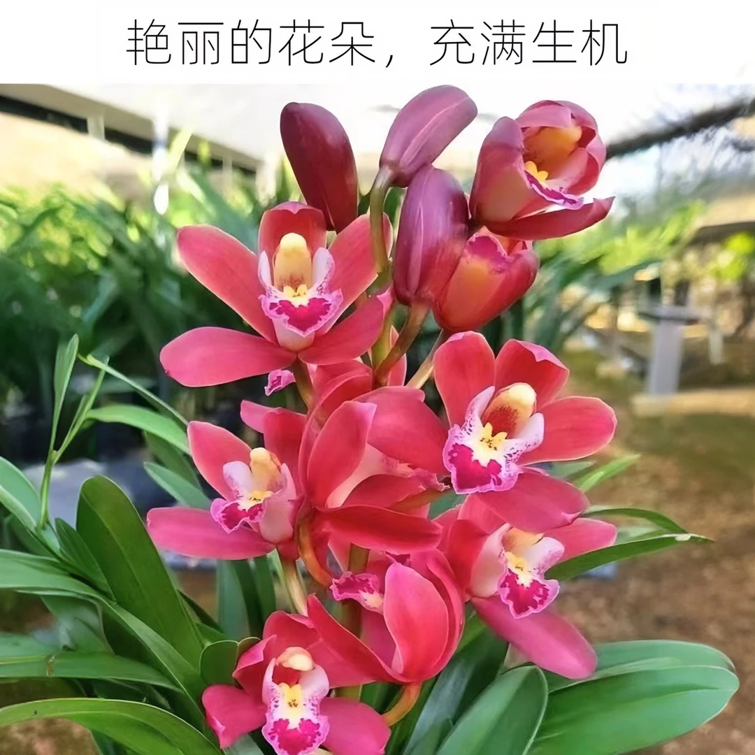 红宝石兰花带花苞浓香室内好养易活