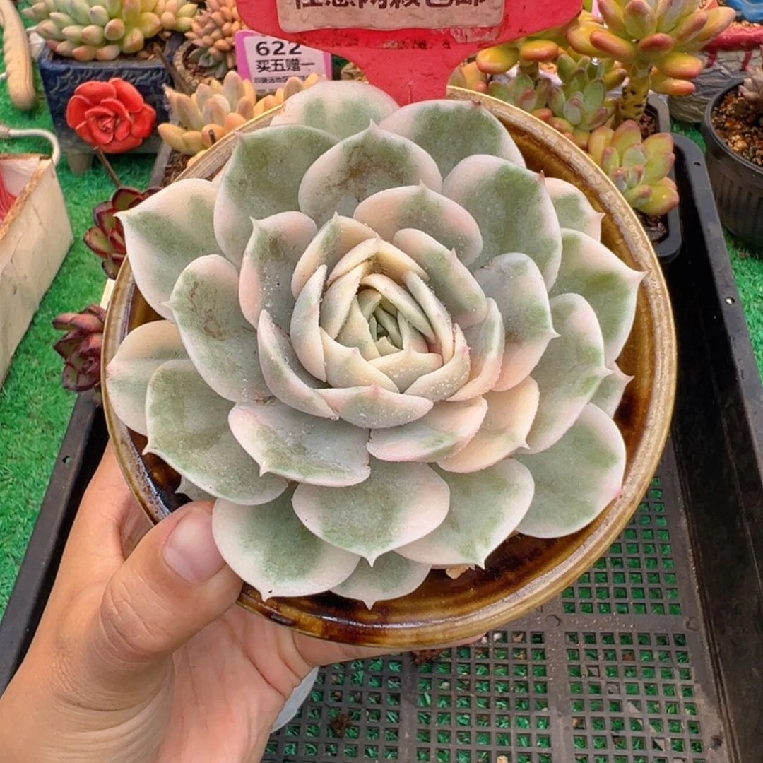 表妹精品多肉植物371.