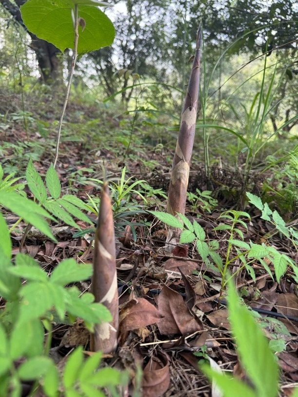 贵州大山新鲜现挖甜竹笋春笋斑竹笋新鲜带壳发货