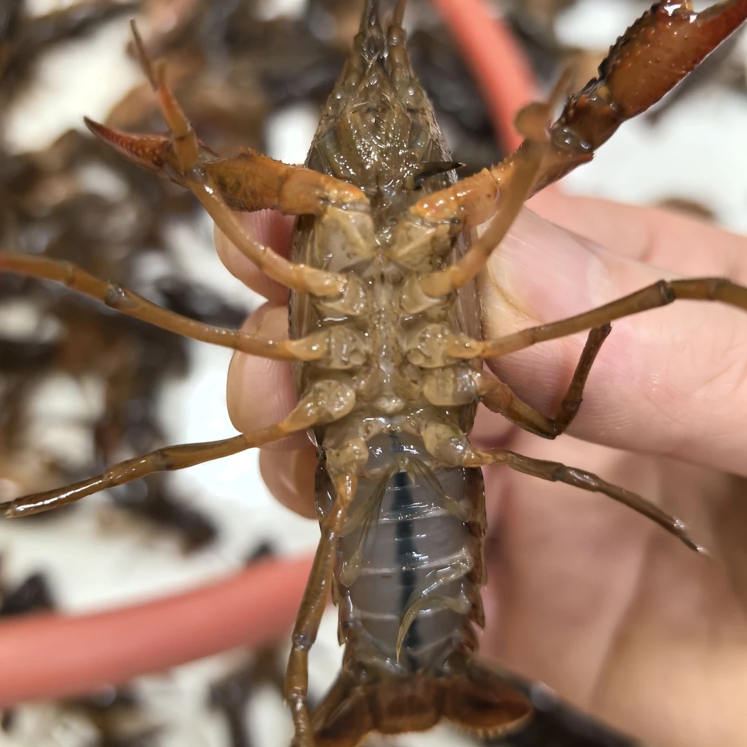 清水薄皮白肚小龙虾一百八斤