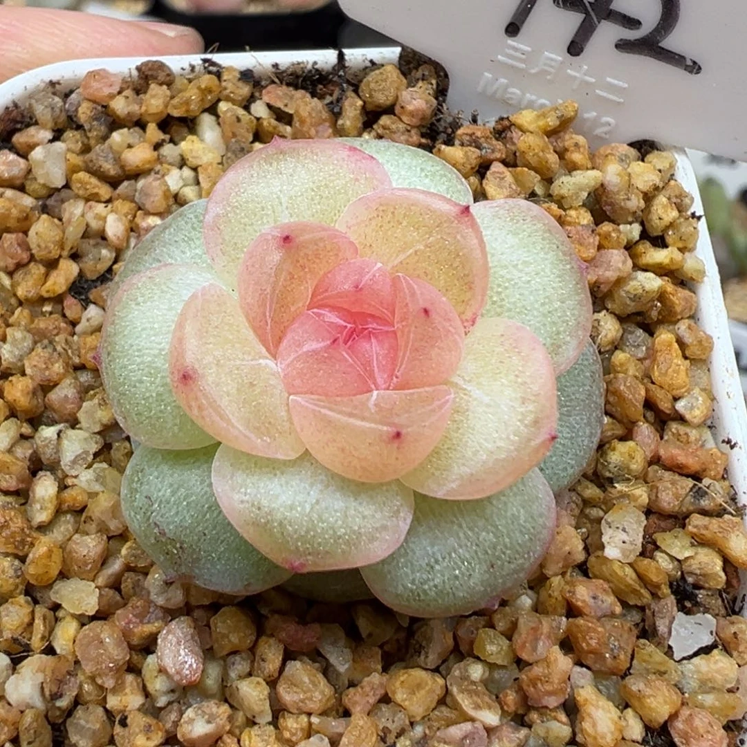 142号风花雪月系列仙音