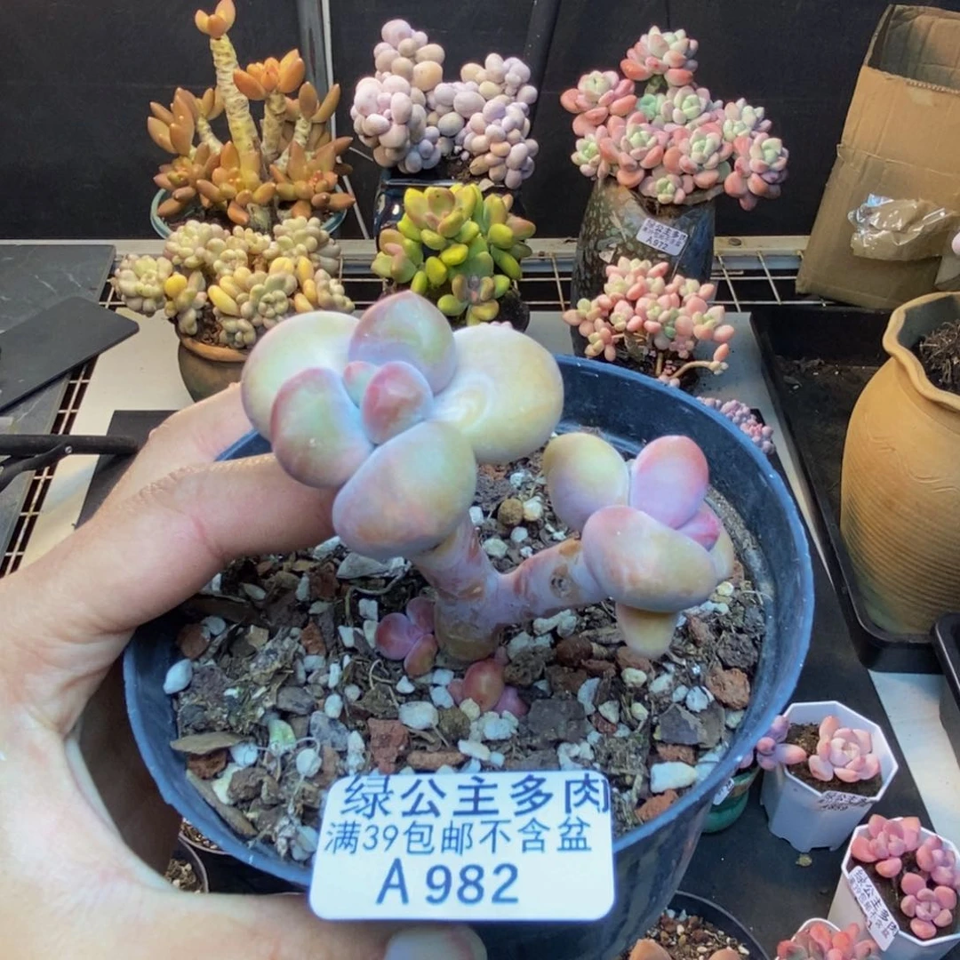 982芒果奶kk奶多肉5c m