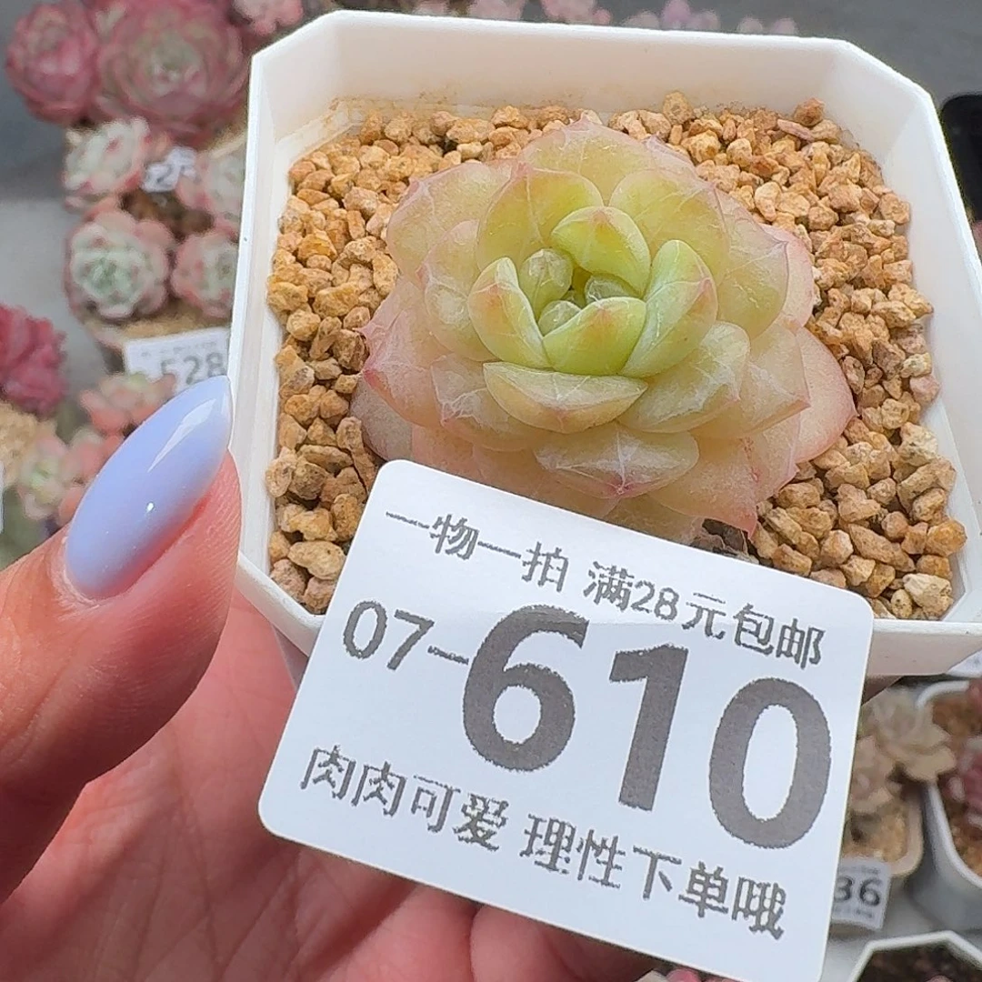 玻璃樽多肉无盆土发货