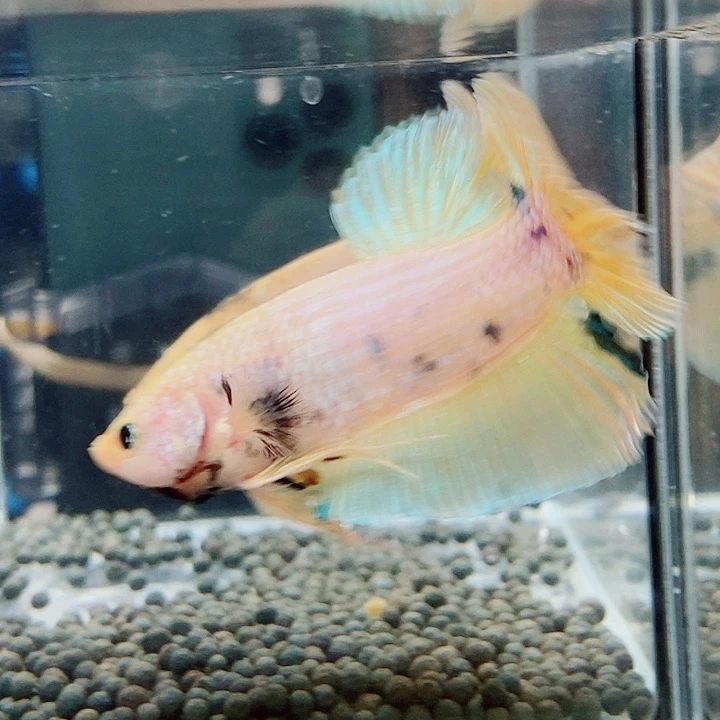 斗鱼黑145号jyfiujj