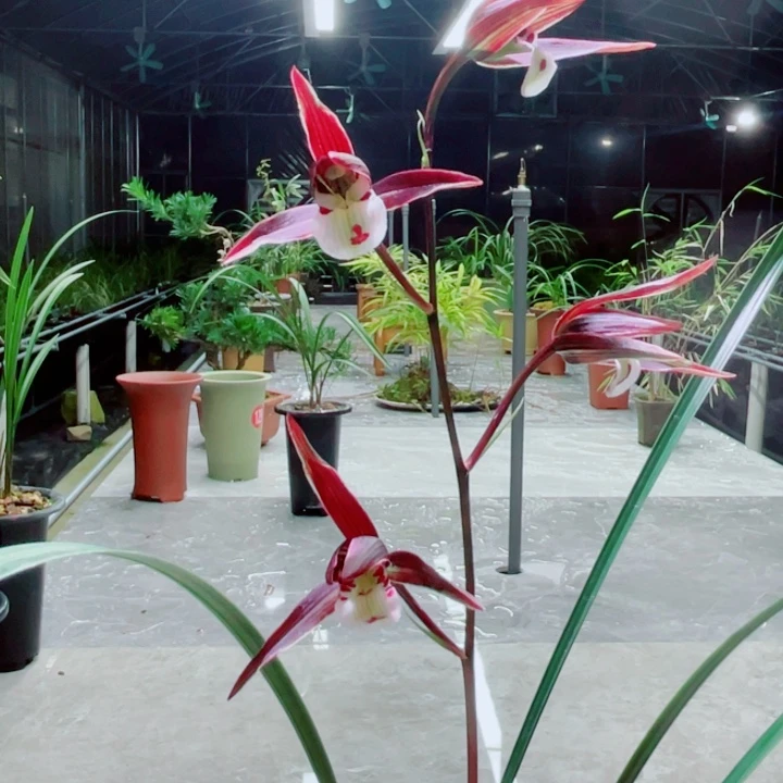 大***0完全开放寒兰紫红花一苗