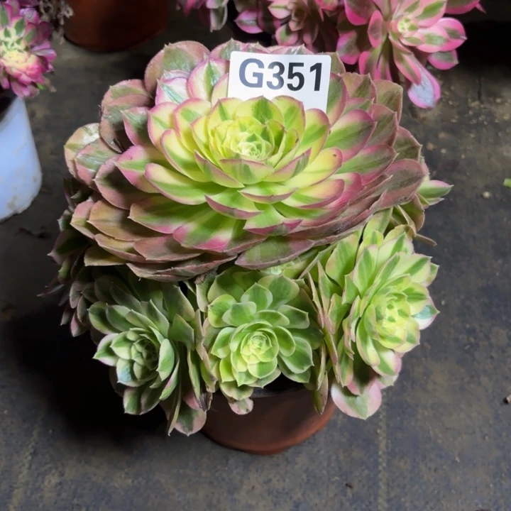 瑞妈，，。。。351绿体