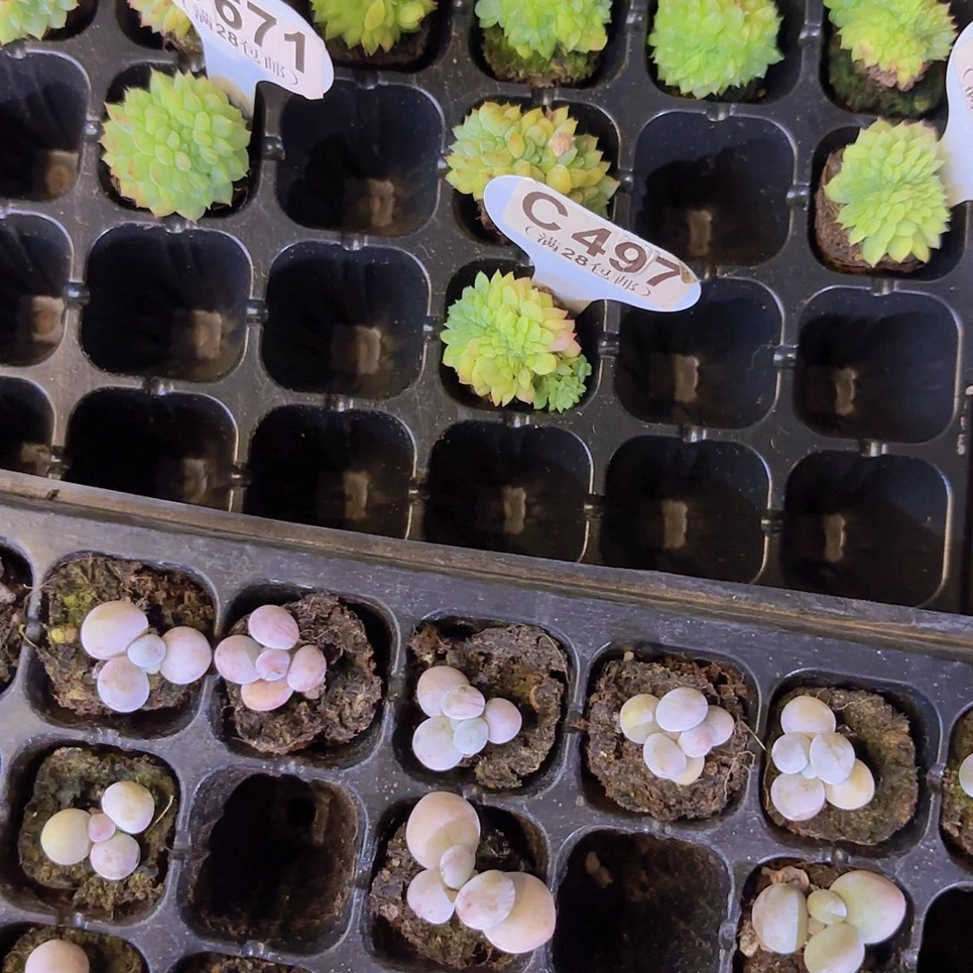 C497甘露缀一物一拍