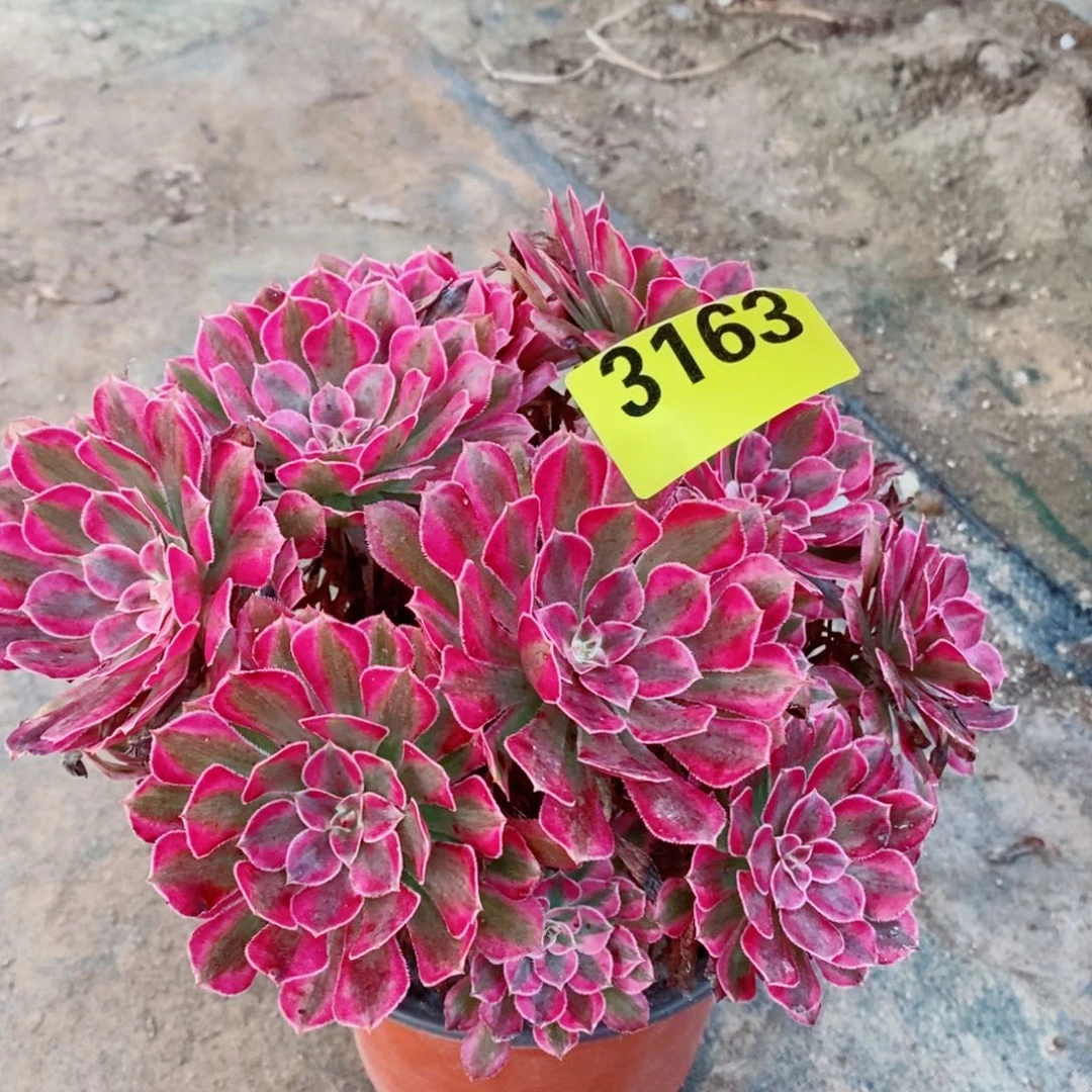 红同白多肉植物3163