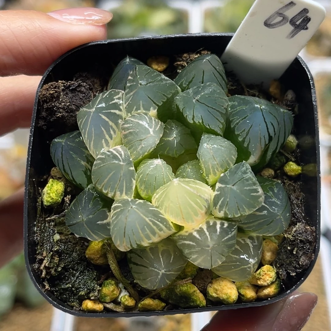 64糊斑趋势龙爪玉露锦福利专场