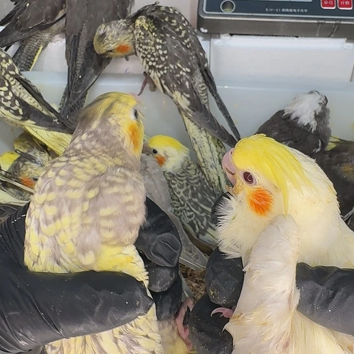 玄凤鹦鹉/鸡尾鹦鹉