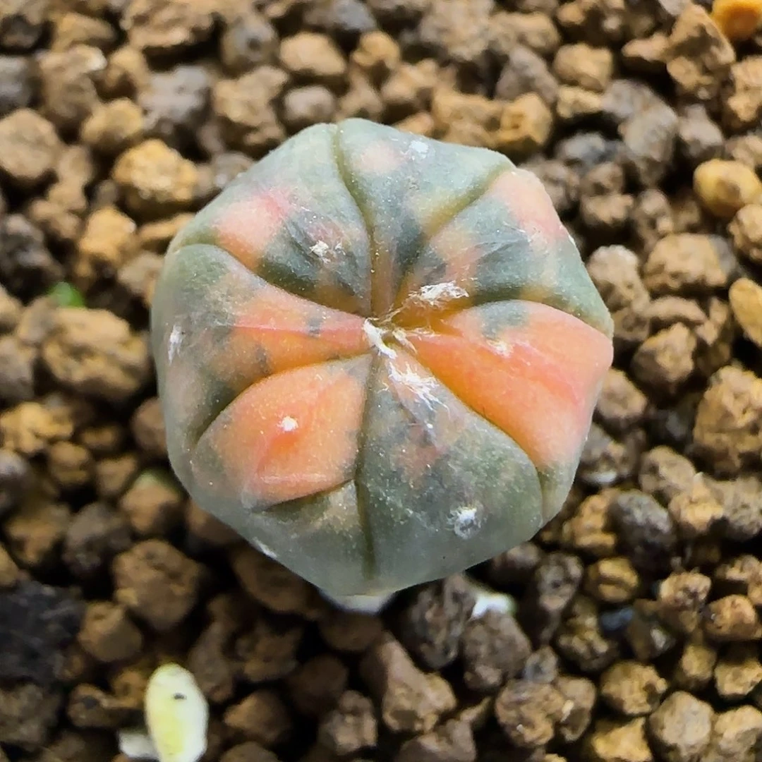 11.24.兜锦.9006尺寸1.3cm