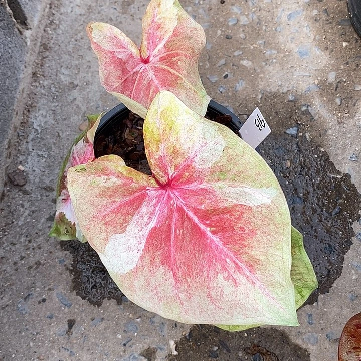 泰国彩叶913-0127