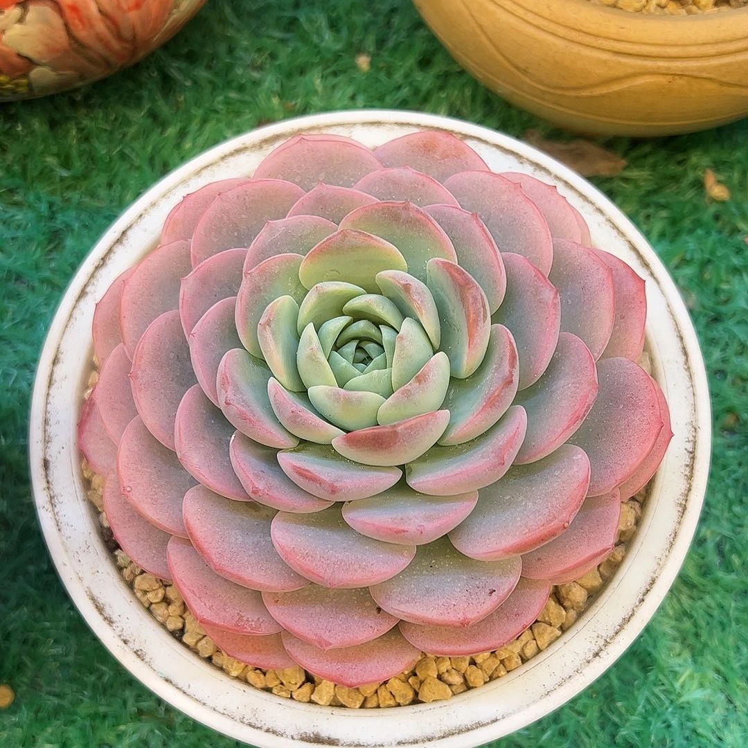 恩宠，，，，，，，，，，，，