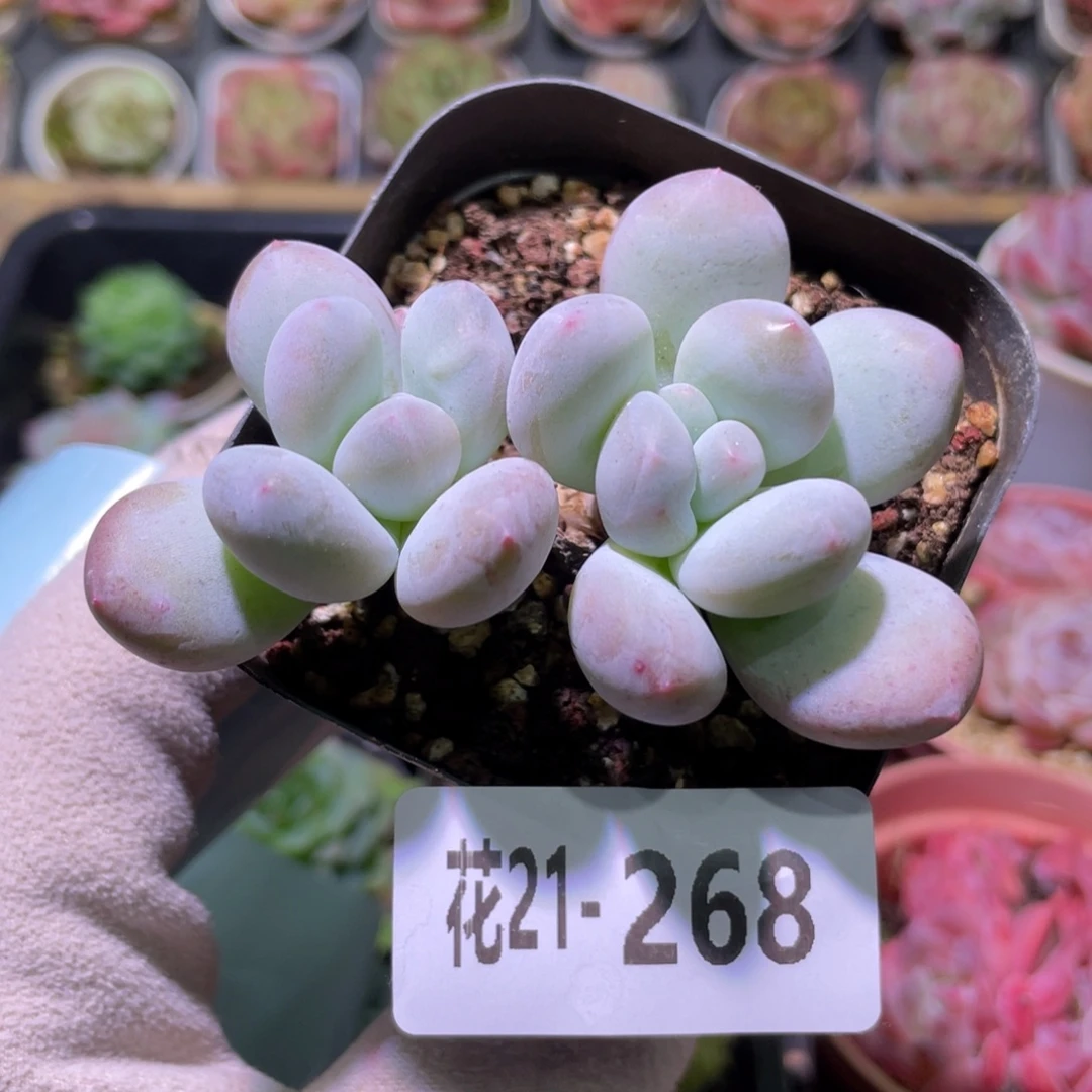 花利美21-268香水