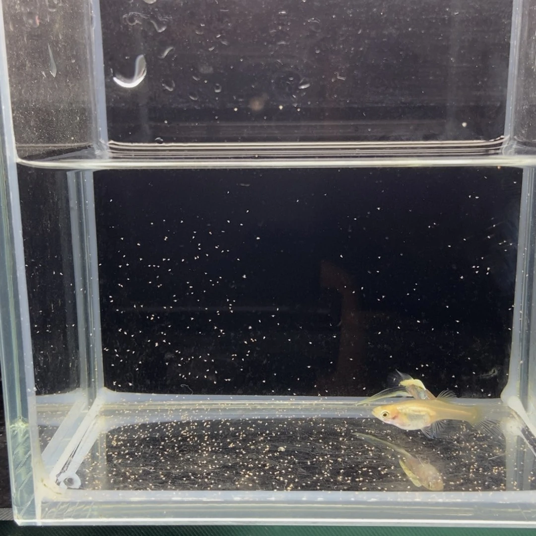 孔雀鱼使拖巴赫底剑公鱼野生色母鱼黄化