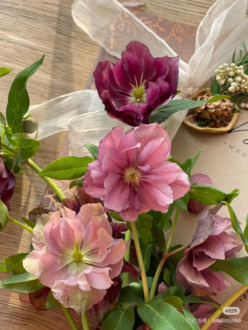 配花 重瓣兔葵4-5支！三件顺丰空运20%不售后