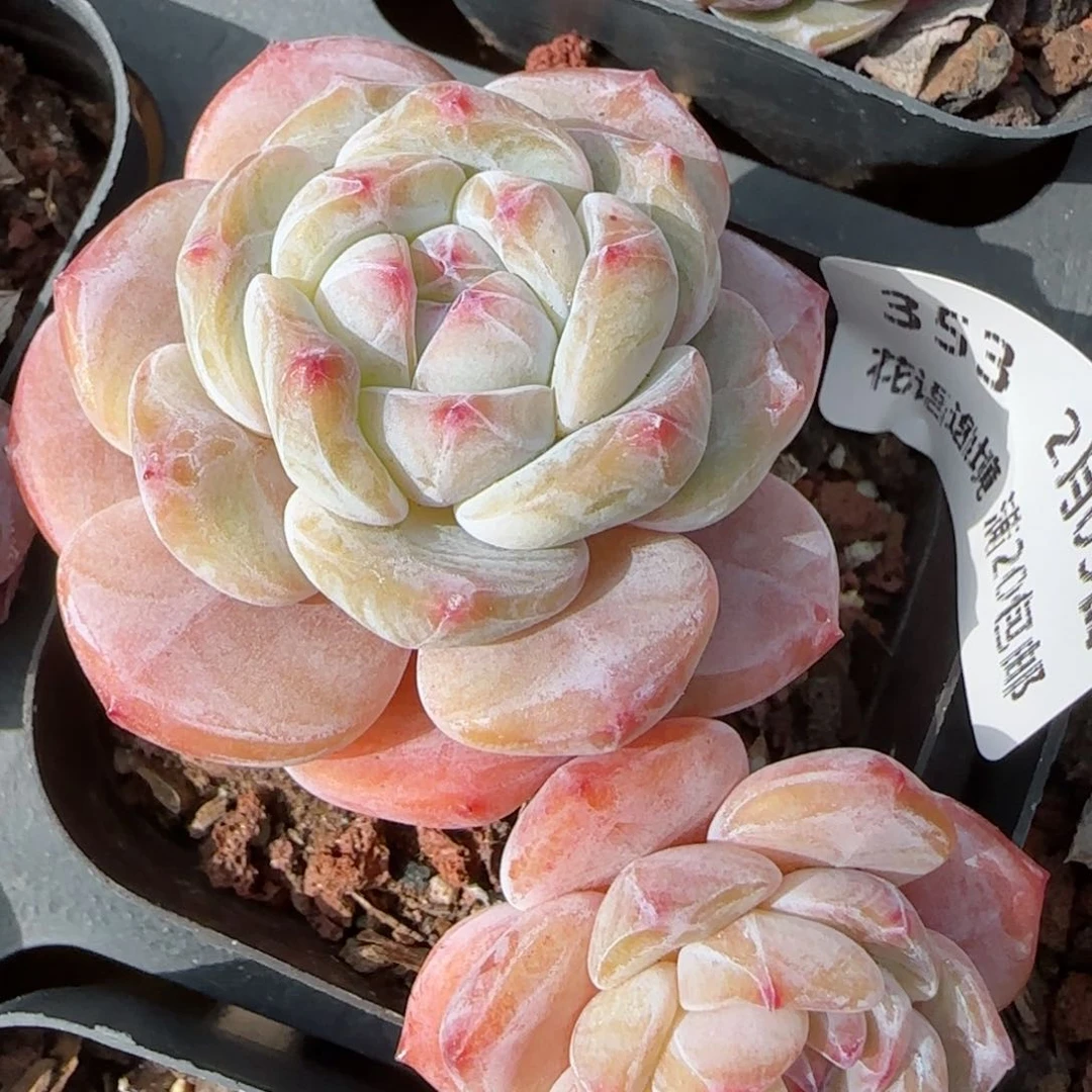 花语逸镜0205-353