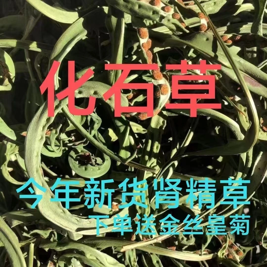 化石草云南精选野生化石草晒干高海拔4200米中草药新货原生态新鲜