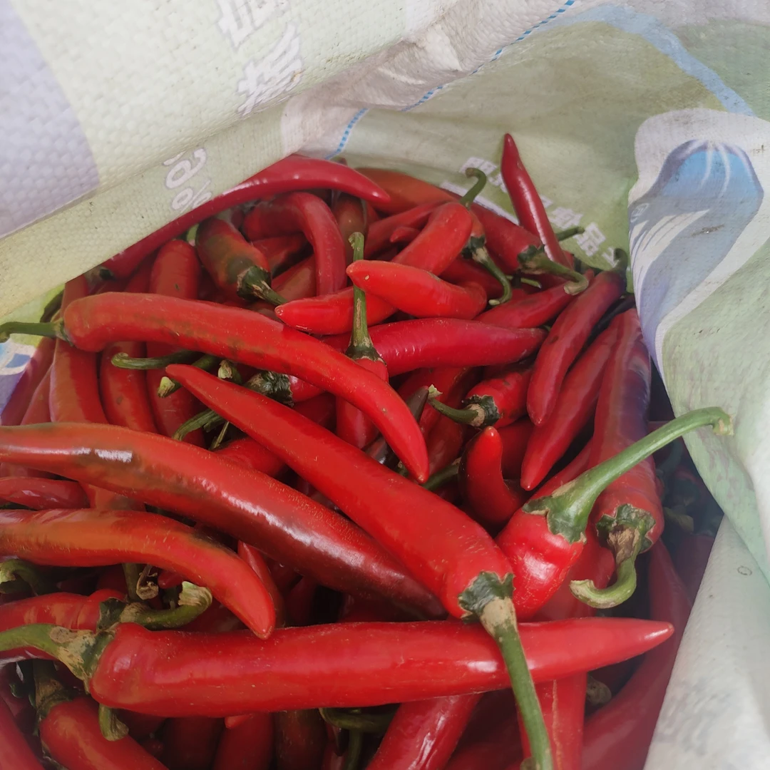 当天摘当天发货美人椒红