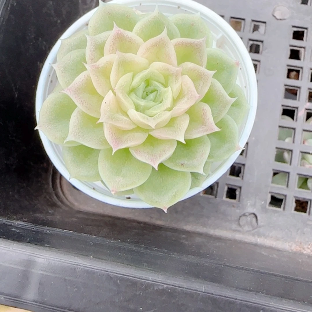 咩***ɞ0105-44（自留533）优选