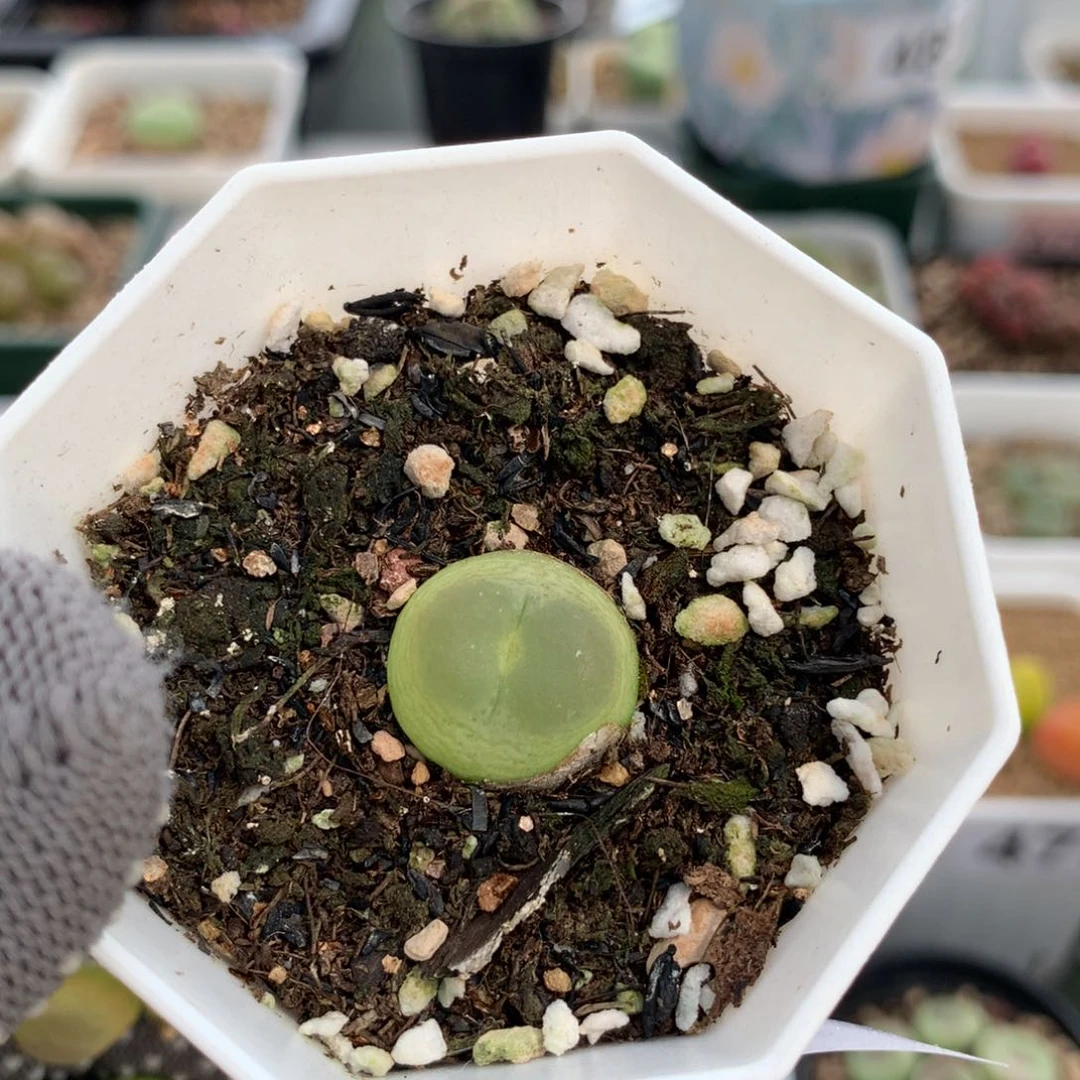 春*。491紫皮拉登一颗