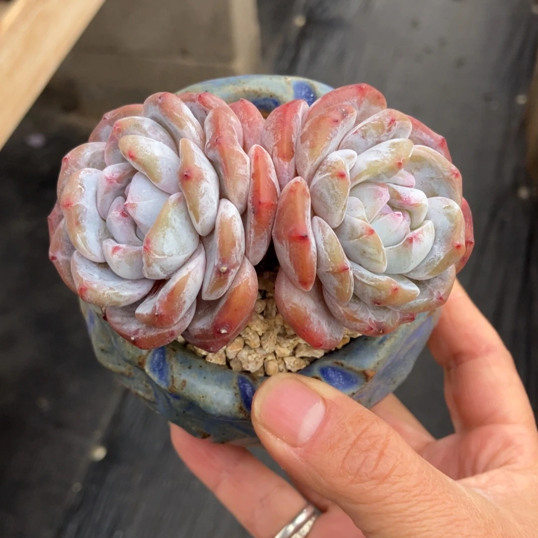 星影石榴籽 一物一拍不支持退换