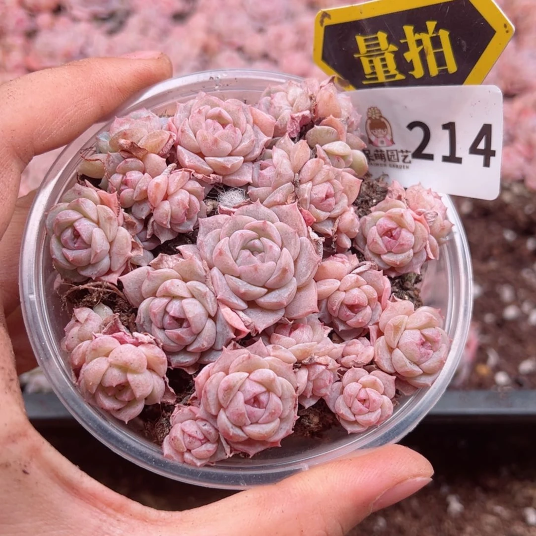 多肉植物多肉植物
