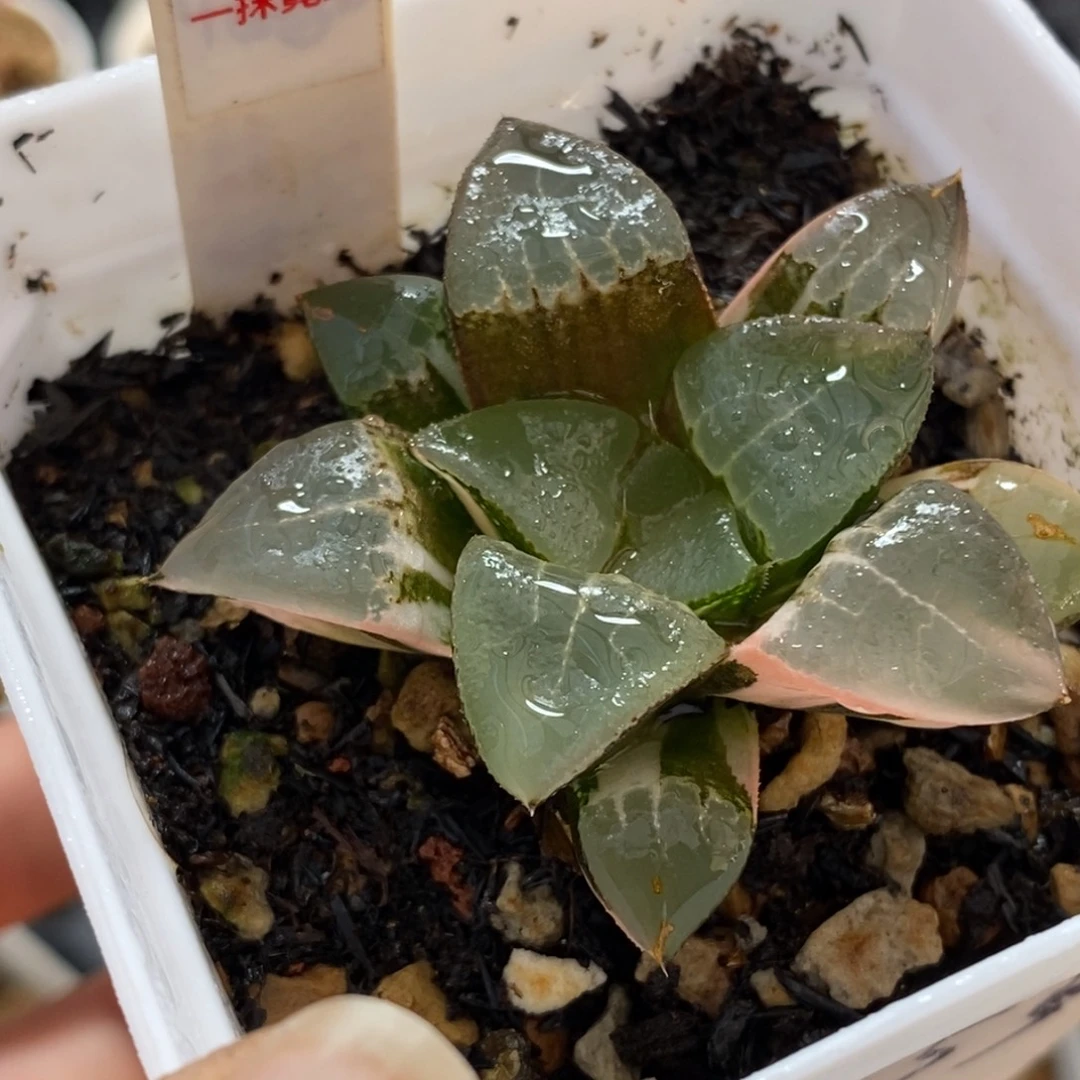 448木叶克锦一物一图